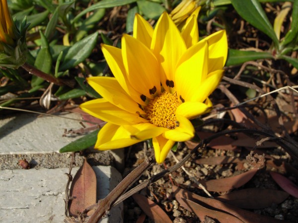 2008gazania.jpg(84313 byte)