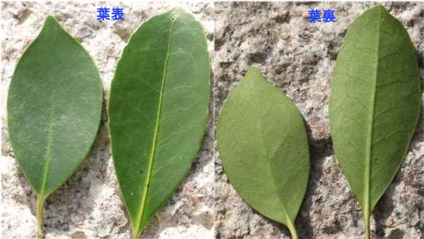 kuroki-leaf2.jpg(114166 byte)