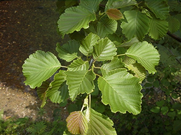 yamahannoki-leaf1.jpg(116209 byte)