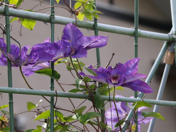 clematis1.jpg(82468 byte)