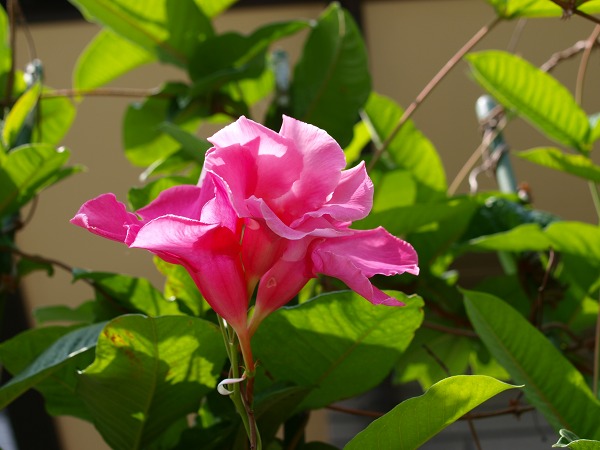 mandevilla2.jpg(67070 byte)