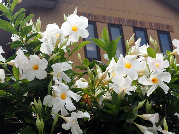 mandevilla3.jpg(254505 byte)