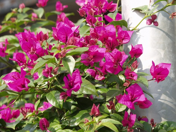 bougainvillea2.jpg(121864 byte)