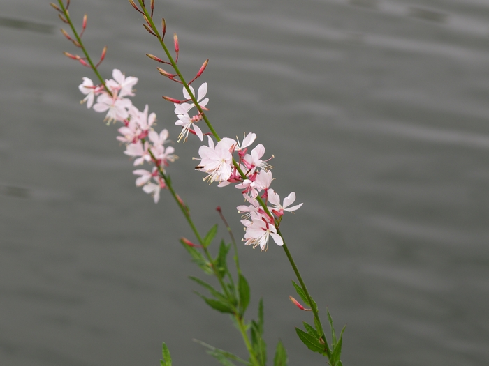 gaura1.jpg(190572 byte)