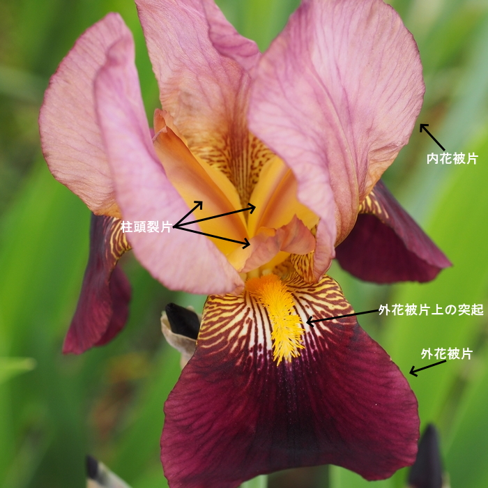 german_iris4.jpg(380684 byte)