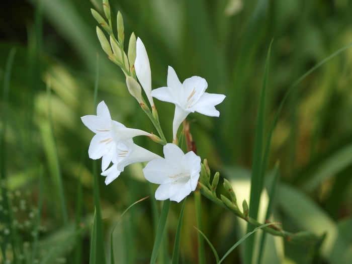 watsonia1.jpg(204126 byte)