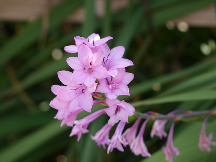 watsonia2.jpg(201222 byte)