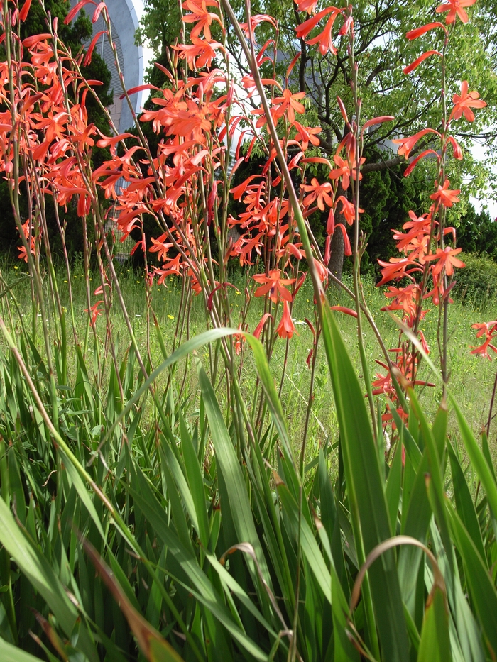 watsonia3.jpg(792482 byte)