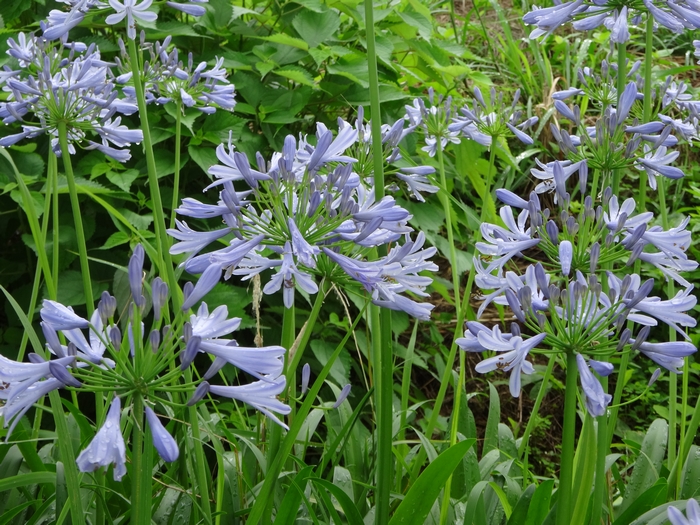 agapanthus1.jpg(424660 byte)