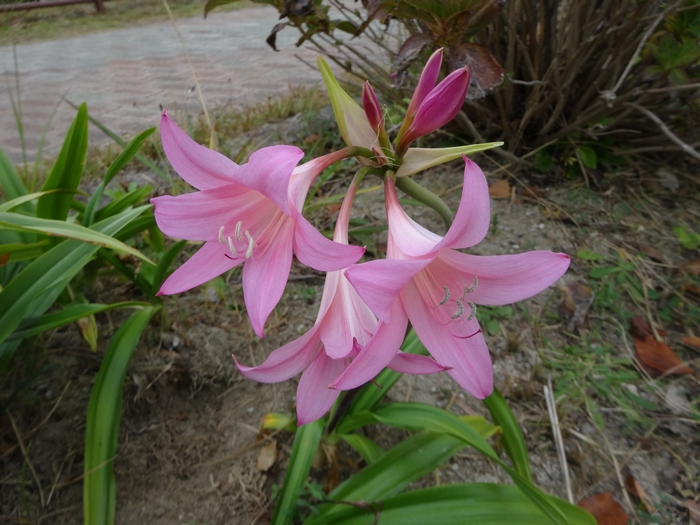 amarcrinum3.jpg(283906 byte)