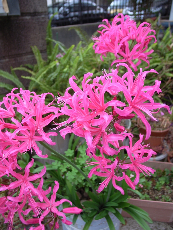 nerine1.jpg(575781 byte)