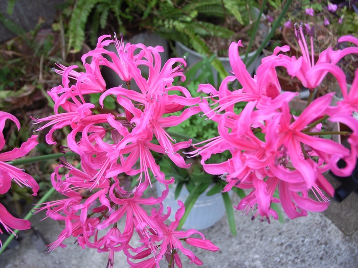 nerine2.jpg(354068 byte)