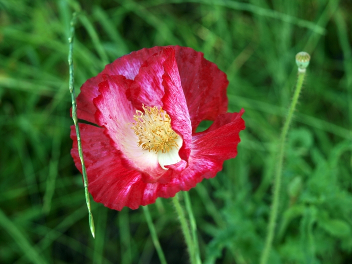 iceland_poppy1.jpg(255671 byte)