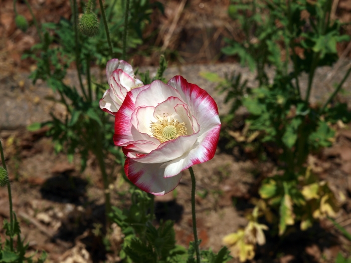 iceland_poppy2.jpg(273156 byte)