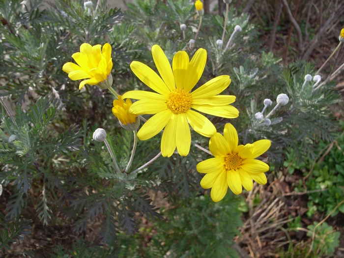 euryops_daisy2.jpg(344490 byte)