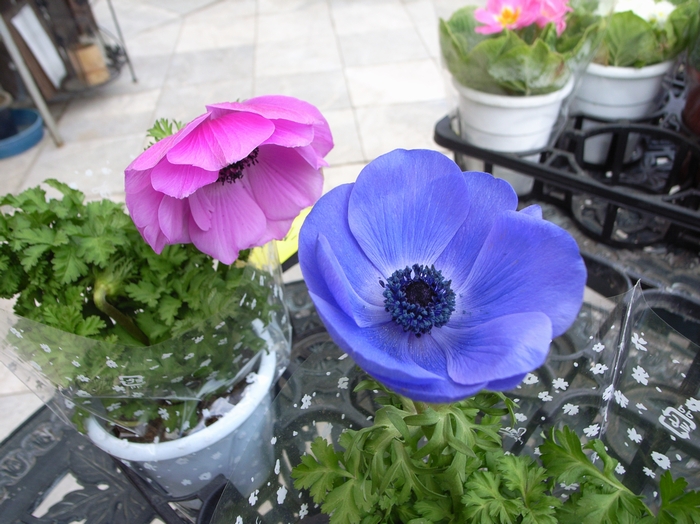 anemone1.jpg(314993 byte)