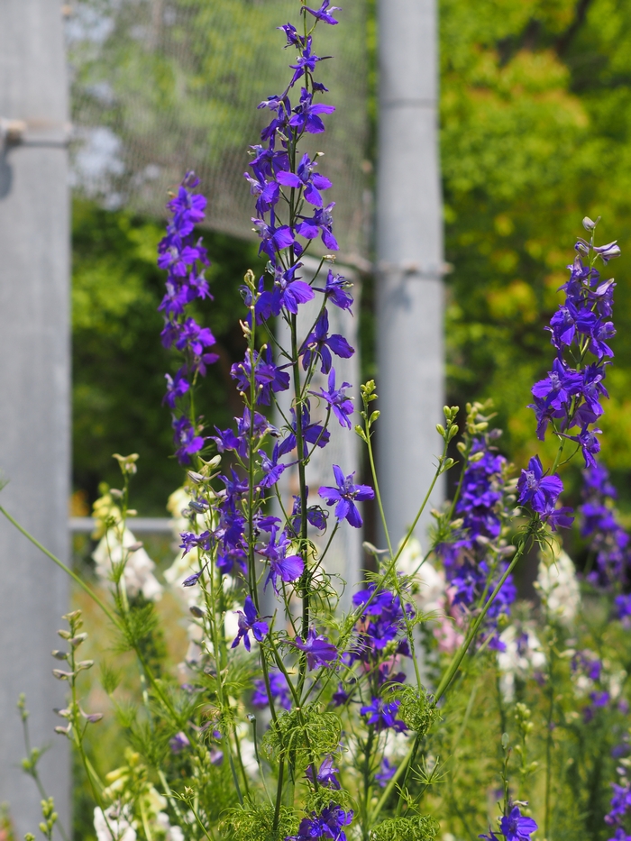 larkspur1.jpg(541096 byte)