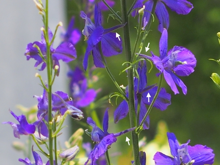 larkspur3.jpg(314387 byte)