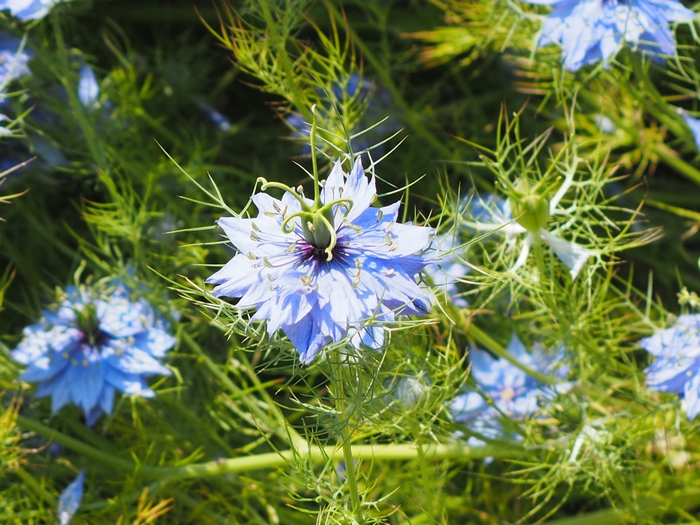 nigella2.jpg(356408 byte)