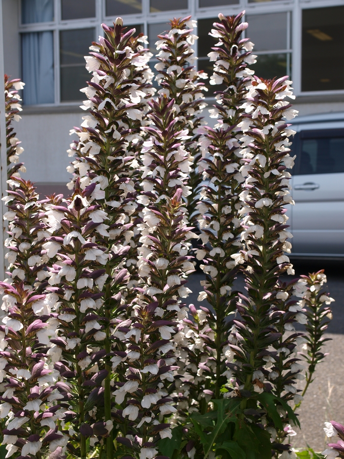 acanthus1.jpg(685688 byte)