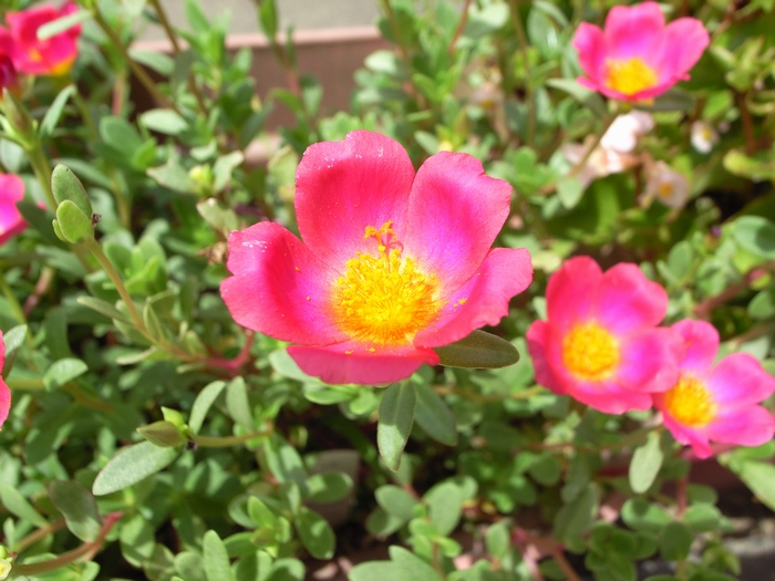 portulaca1.jpg(290257 byte)