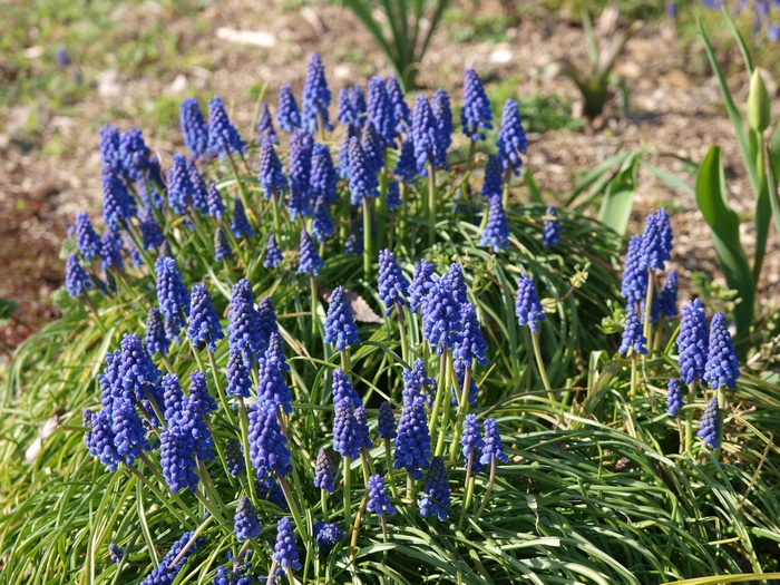 muscari1.jpg(437363 byte)