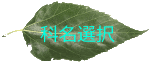 leaf2.gif(5463 byte)