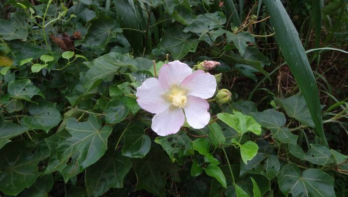 sakisima_fuyou5.jpg(60111 byte)