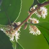 bakuchi-no-ki-s.jpg(4968 byte)