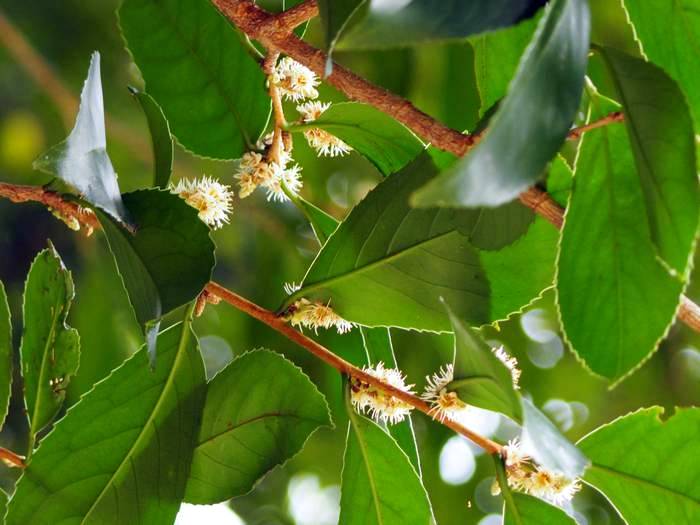 bakuchi-no-ki1-0.jpg(55177 byte)