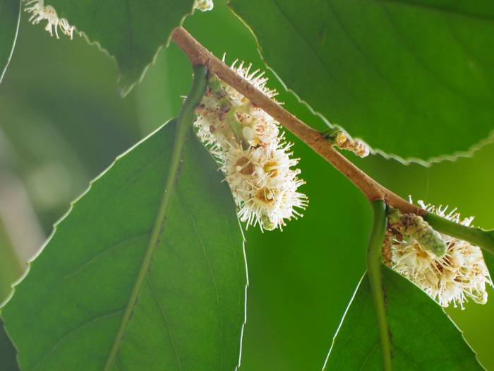 bakuchi-no-ki1-1.jpg(33882 byte)