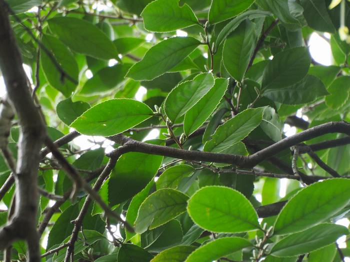 bakuchi-no-ki2.jpg(57843 byte)