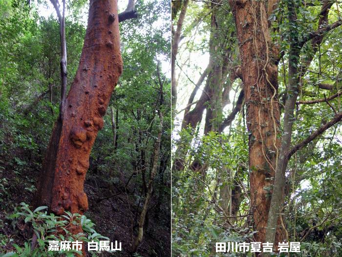 bakuchi-no-ki3.jpg(380372 byte)