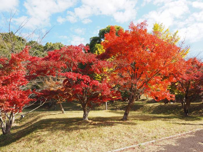 irohamomiji3.jpg(96250 byte)