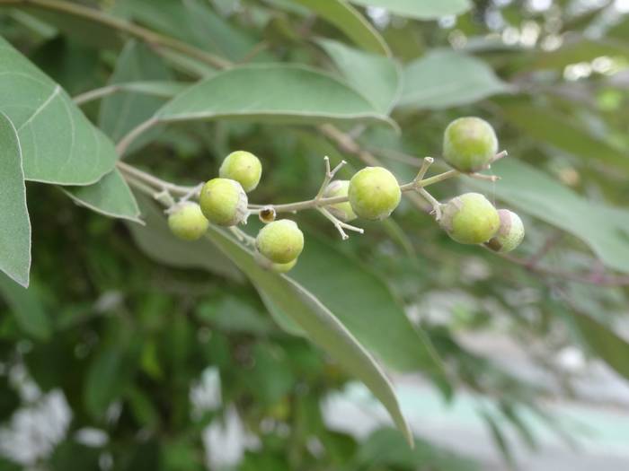 mistuba_hamagou4.jpg(32416 byte)