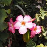 Adenium-s.jpg(6118 byte)