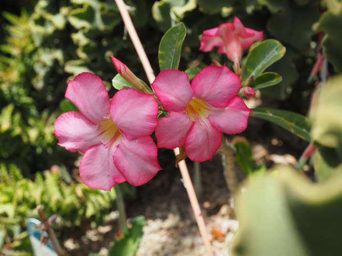 Adenium1.jpg(44054 byte)