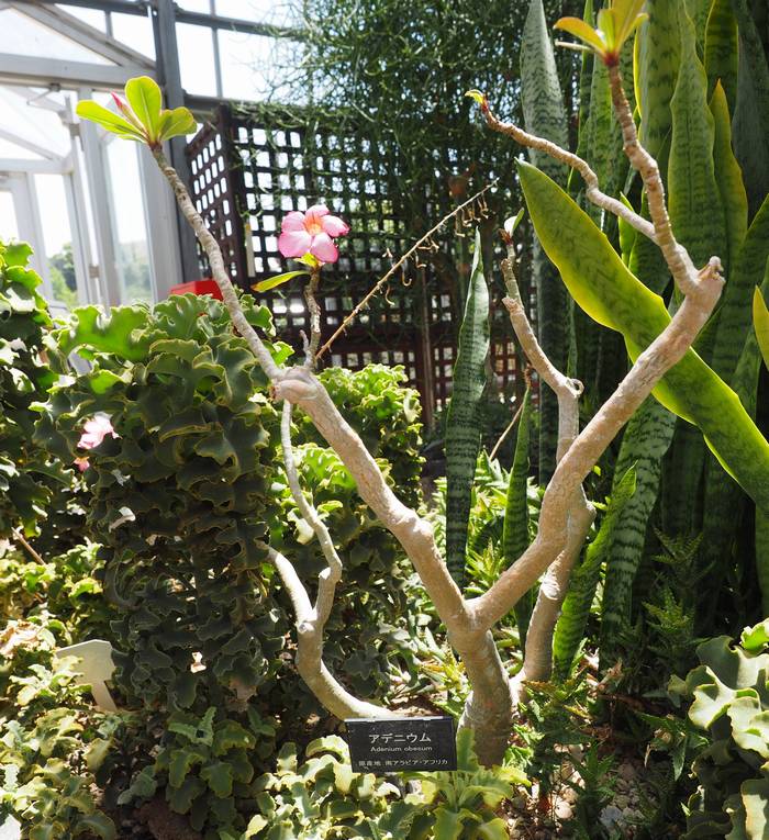 Adenium2.jpg(130832 byte)