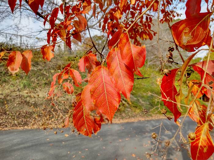 sima-sarusuberi4.jpg(84410 byte)