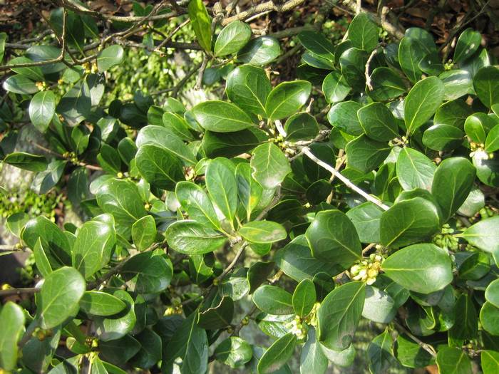 kikkou-hiiragimokusei1.jpg(85356 byte)