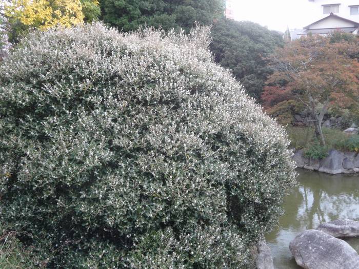 maruba-hiiragimokusei1.jpg(99698 byte)