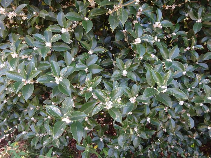 maruba-hiiragimokusei2.jpg(91944 byte)