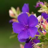 sikon-nobotan-s.jpg(4854 byte)