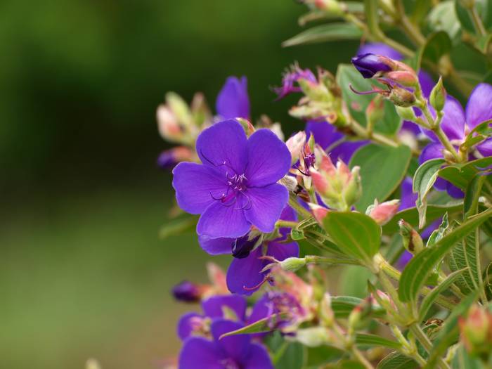 sikon-nobotan1.jpg(38309 byte)