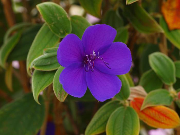 sikon-nobotan2.jpg(31553 byte)