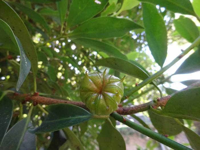 sikimi4.jpg(44567 byte)