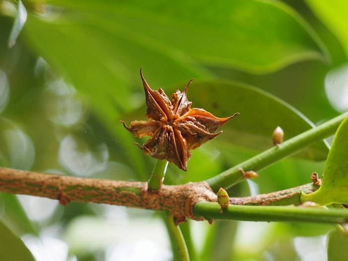 sikimi5.jpg(33463 byte)