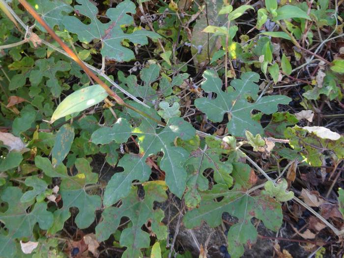 ebi-zuru1-1.jpg(77641 byte)