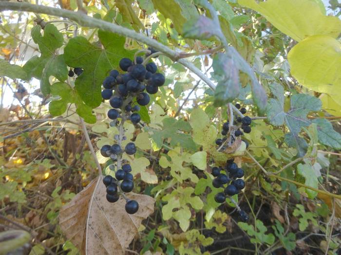 ebi-zuru1-3.jpg(67053 byte)