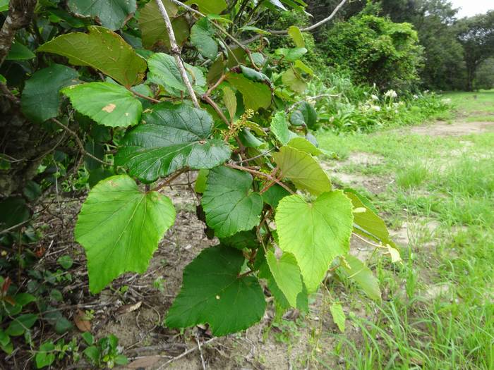 ebi-zuru2-1.jpg(82270 byte)